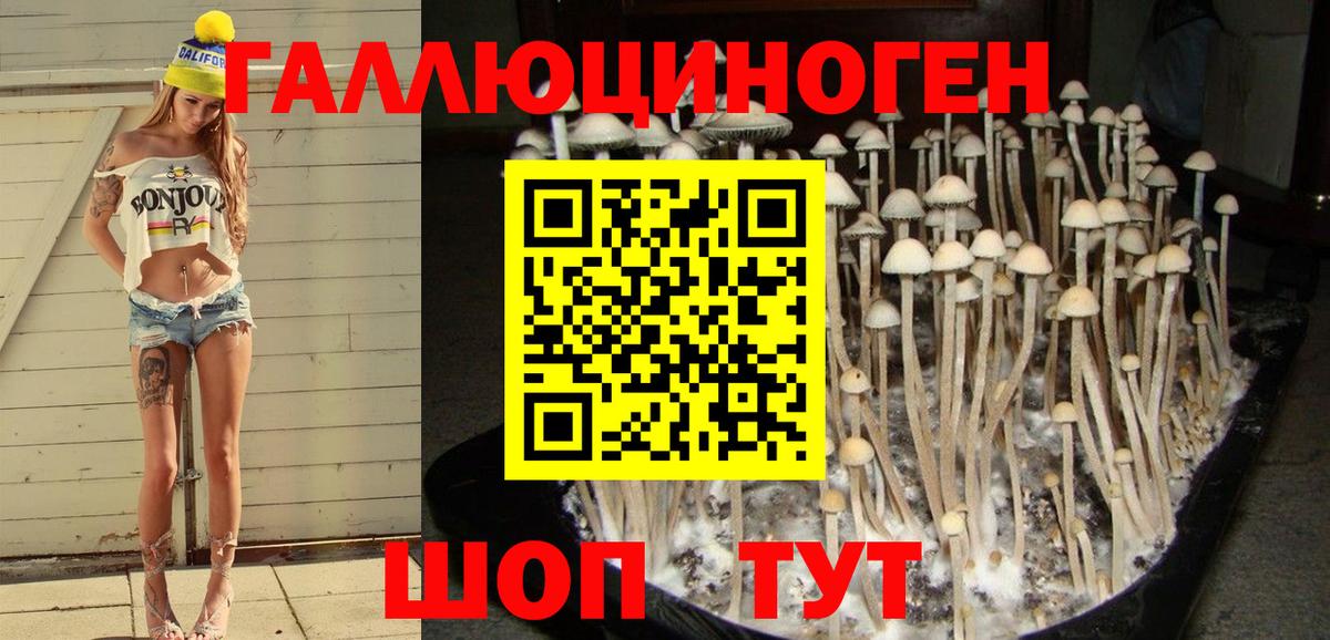 Владимир  Галлюциногенные грибы Cubensis  Вход с VPN 